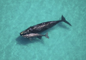 Southern Rights targeted by Attacks - Gansbaai Daily News